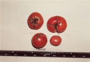 Click for 1 image(s) for this accession. FRUIT